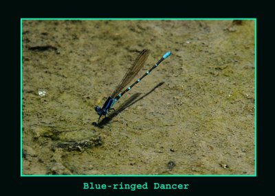 bringeddancer712 copy.jpg