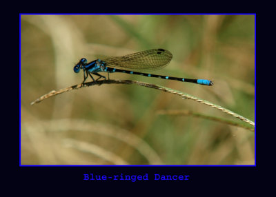 blueringed712 copy.jpg