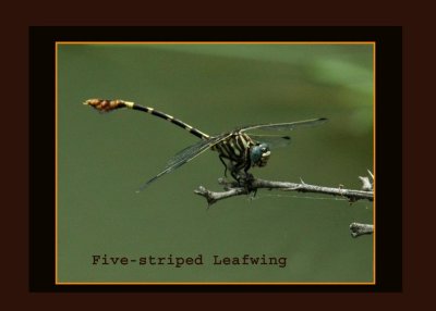 fivestripe713 copy.jpg