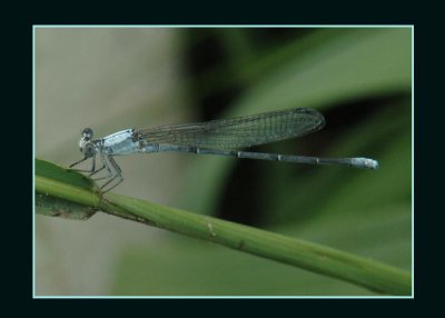 damsel7133 copy.jpg
