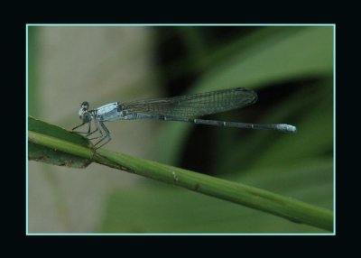 damsel713 copy.jpg