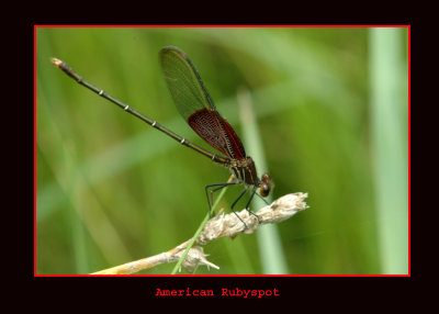 arubyspot713 copy.jpg