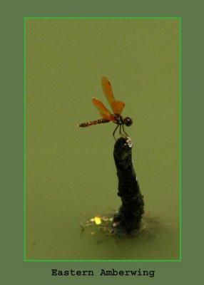 amberwing713 copy.jpg