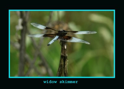 WIDOW714 copy.jpg