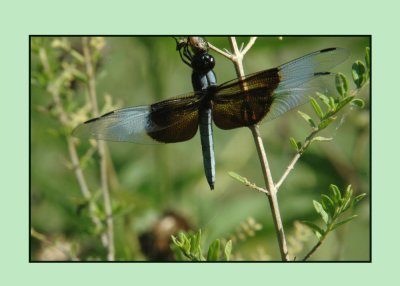 widowskimmer719 copy.jpg