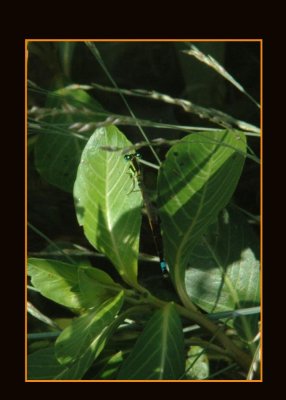 ramburs719forktail copy.jpg