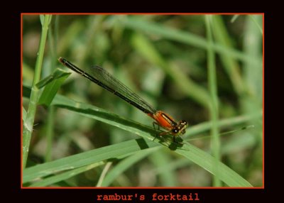 Pond Damselflies