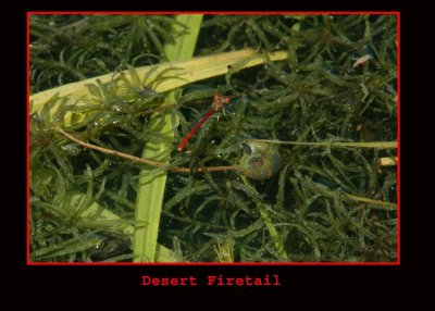 desertFiretail7122 copy.jpg