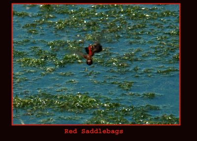 redSaddlebags712 copy.jpg