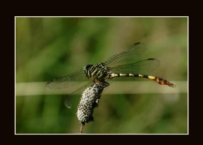 gomphidae8720 copy.jpg