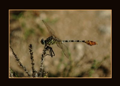 gomphidae4720 copy.jpg