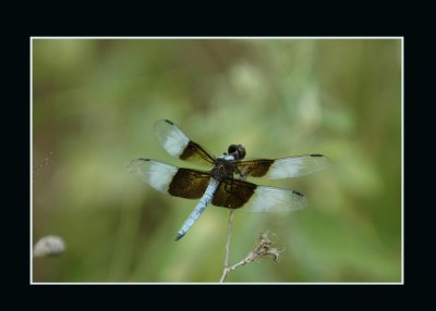 widow3skimmer721 copy.jpg