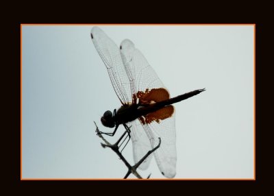 redsaddlebags721 copy.jpg