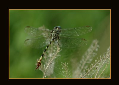 gomphidae4721 copy.jpg