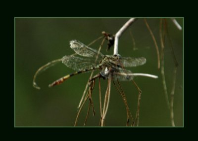 gomphidae721 copy.jpg