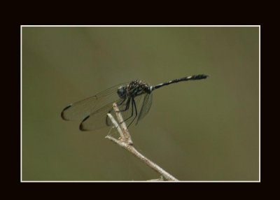 blacksetwing721 copy.jpg