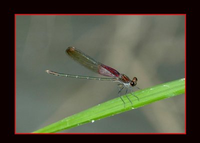 amRubyspot721 copy.jpg