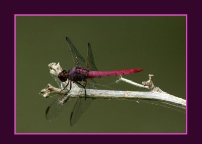 roseateskimmer722 copy.jpg