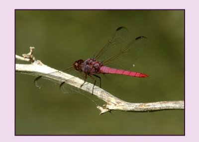 roseate skimmer723 copy.jpg
