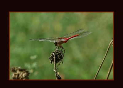 redtailedpennant723 copy.jpg