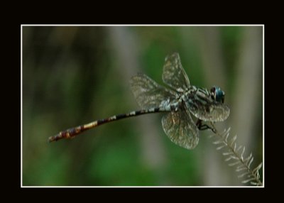 gomphidaee723 copy.jpg