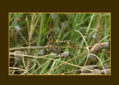 gomphidae723 copy.jpg