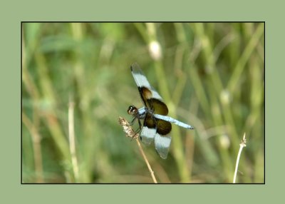 widowskimmer724 copy.jpg