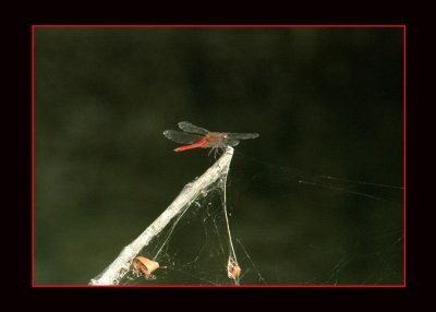 redtailedpennant725 copy.jpg