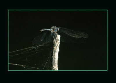 blacksetwing725 copy.jpg