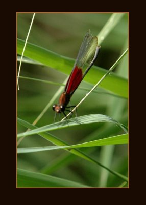 amrubyspot725 copy.jpg