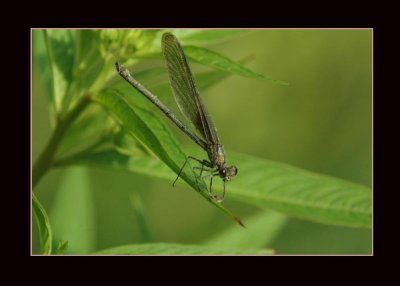 amerrubyspot725 copy.jpg