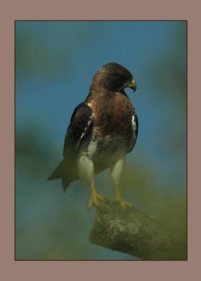 yswainsonsadultbird copy.jpg