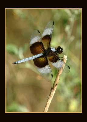 widowskimmer731 copy.jpg
