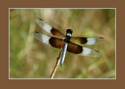 widow skimmer 731 copy.jpg