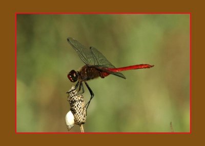redtailedpennant731 copy.jpg