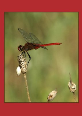 redtailed pennant 731 copy.jpg