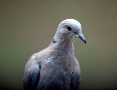 1019yard 014EurasianCollaredDove.jpg