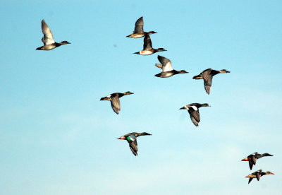 119cooks 018waterfowl.jpg