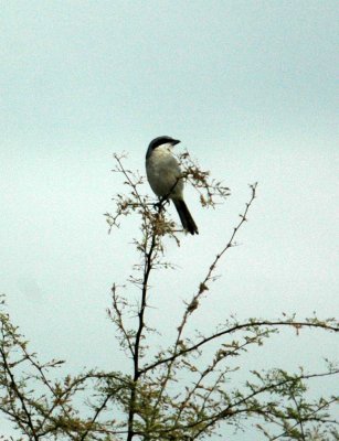 1122cooks 159loggerheadshrike.jpg