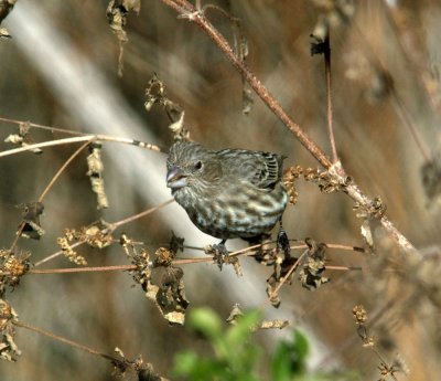 1127cooks slough 006housefinch.jpg
