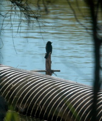 1127cooks slough 046blackphoebe.jpg