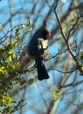 1127cooks slough 084pyrrhuloxia.jpg
