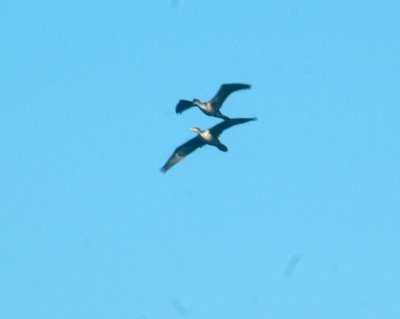 1128cooksslough 006dccormorant.jpg