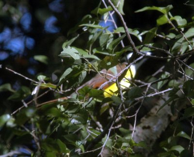 1128cooksslough 037greatkiskadee.jpg