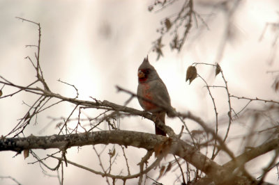 1223bbnature 190pyrrhuloxia.jpg