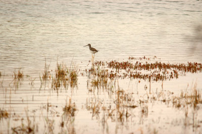 1223bbnature 193greateryellowlegs.jpg