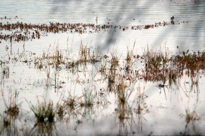 1223bbnature 195leastsandpiper.jpg