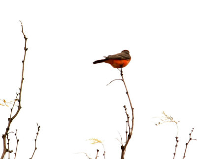 1223bbnature 196vermilionflycatcher.jpg