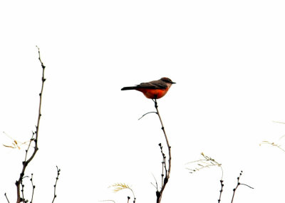 1223bbnature 197vermilionflycatcher.jpg
