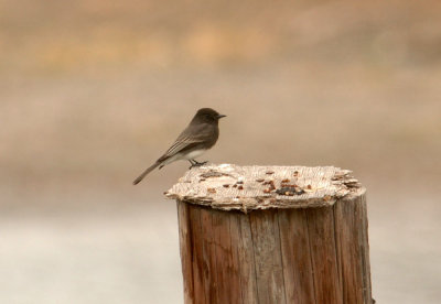 1223bbnature 198blackphoebe.jpg